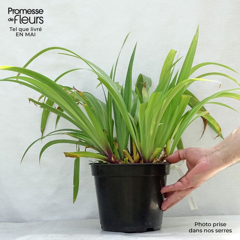 Example of Iris confusa Martyn Rix - Iris bambou Pot de 3L/4L as you get in printemps