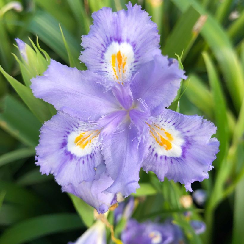 Iris confusa Martyn Rix - Iris bambou (Flowering)