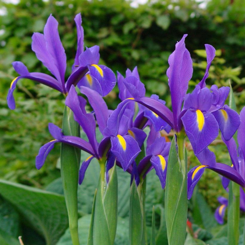 Iris de Hollande Blue Magic (Flowering)