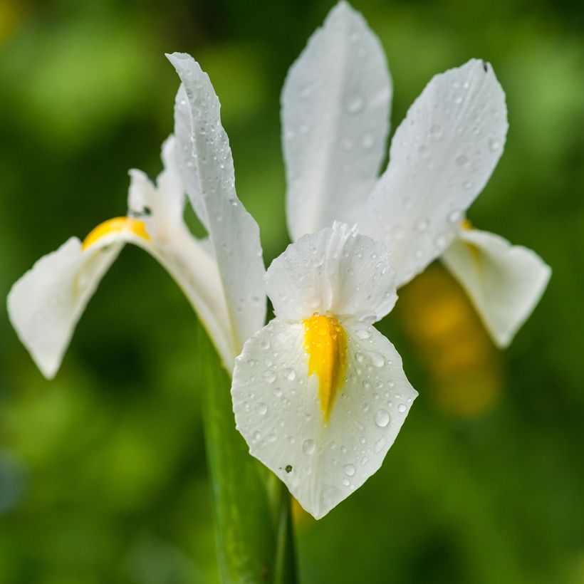 Iris de Hollande White Excelsior (Flowering)
