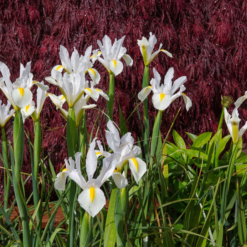 Iris de Hollande White Excelsior (Plant habit)