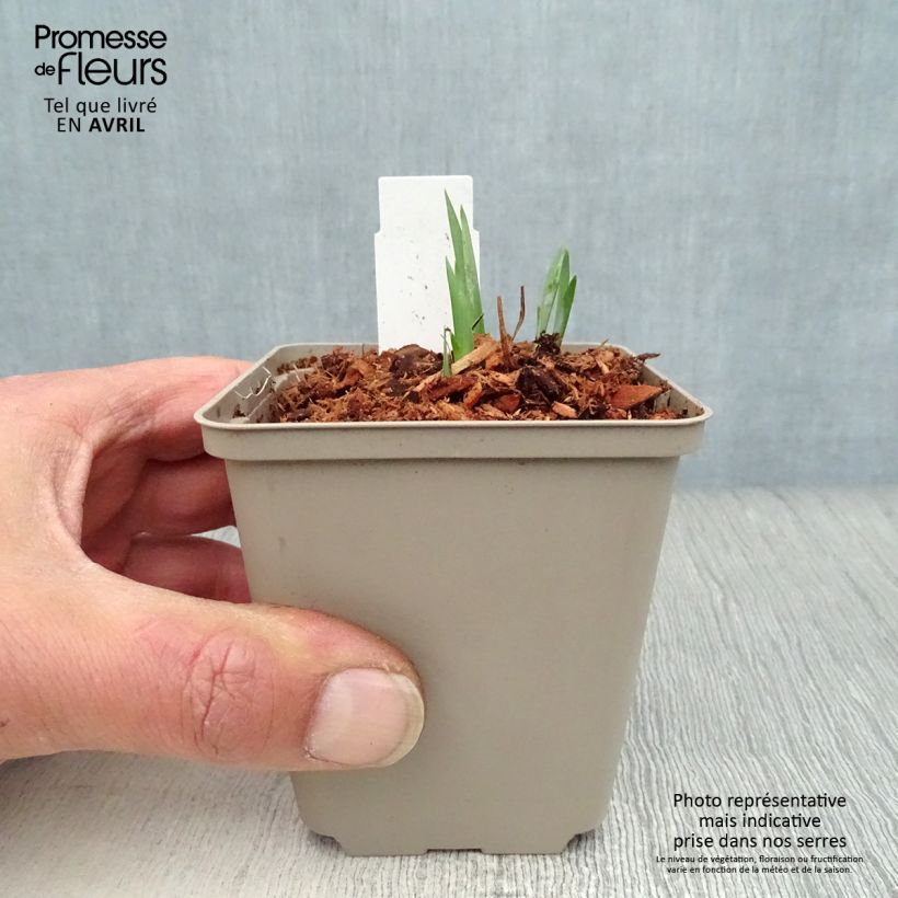 Example of Iris de Sibérie - Iris sibirica Blue King Godet de 8/9 cm as you get in printemps