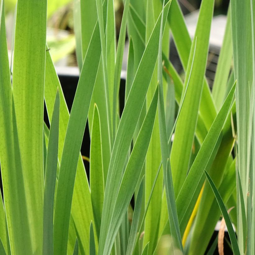 Iris de Sibérie - Iris sibirica Blue Moon (Feuillage)