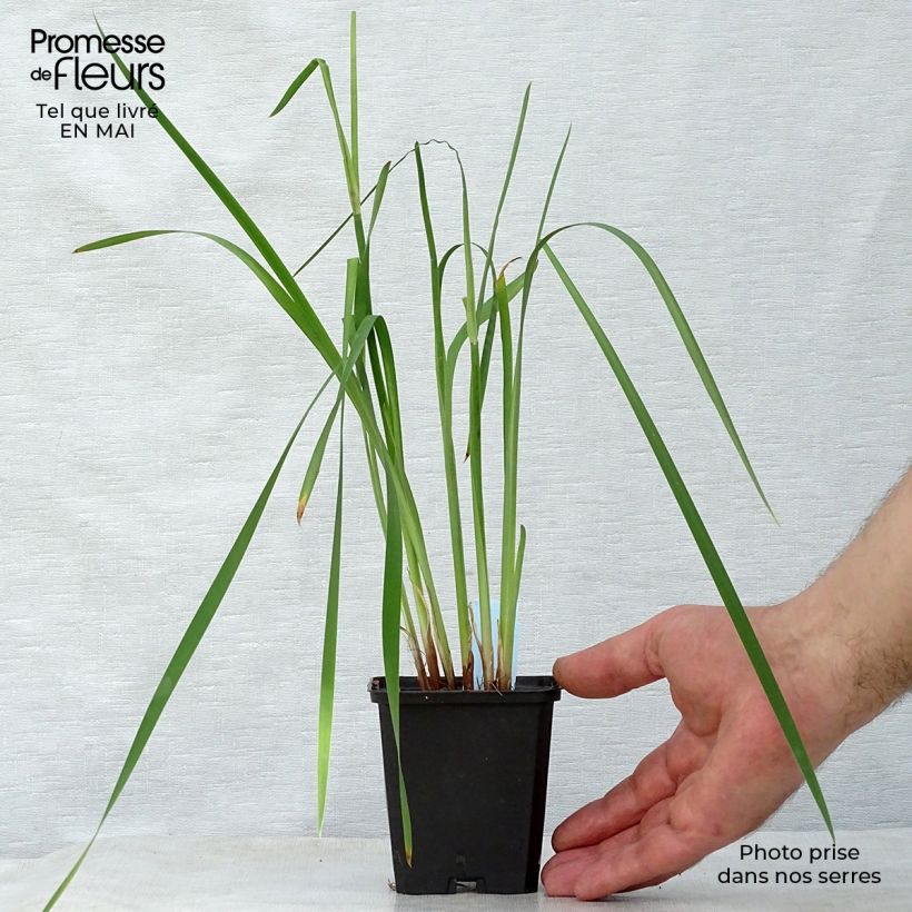 Example of Iris de Sibérie - Iris sibirica Caesar's Brother Godet de 8/9 cm as you get in printemps