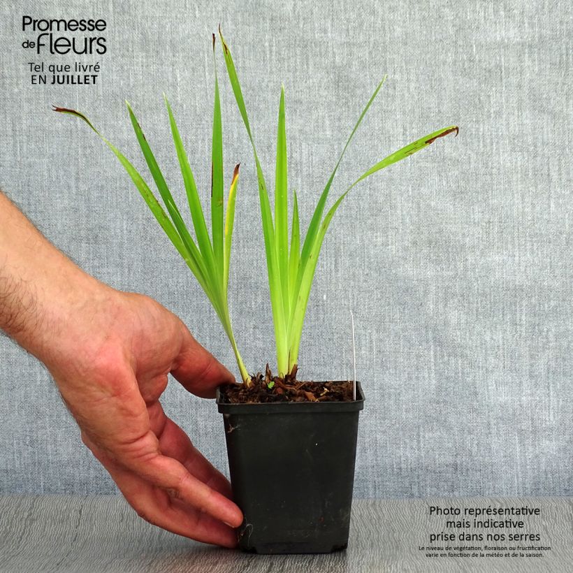 Spécimen de Iris de Sibérie - Iris sibirica Caesar's Brother Godet de 8/9 cm tel que livré en été