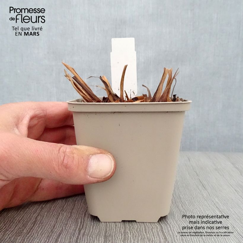 Example of Iris de Sibérie - Iris sibirica Rikugi Sakura Godet de 8/9 cm as you get in printemps