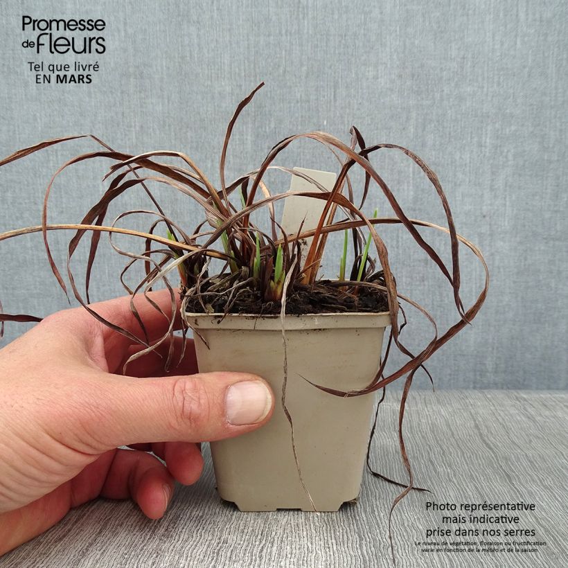 Spécimen de Iris de Sibérie - Iris sibirica Rikugi Sakura Godet de 8/9 cm tel que livré en hiver