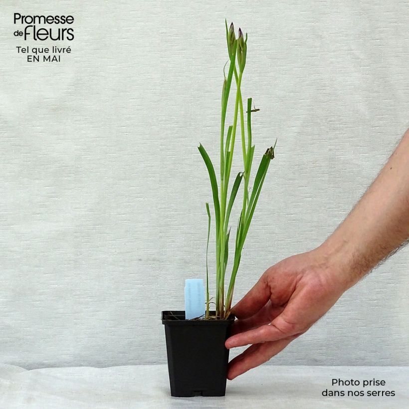 Example of Iris de Sibérie - Iris sibirica Sparkling Rose Godet de 8/9 cm as you get in printemps