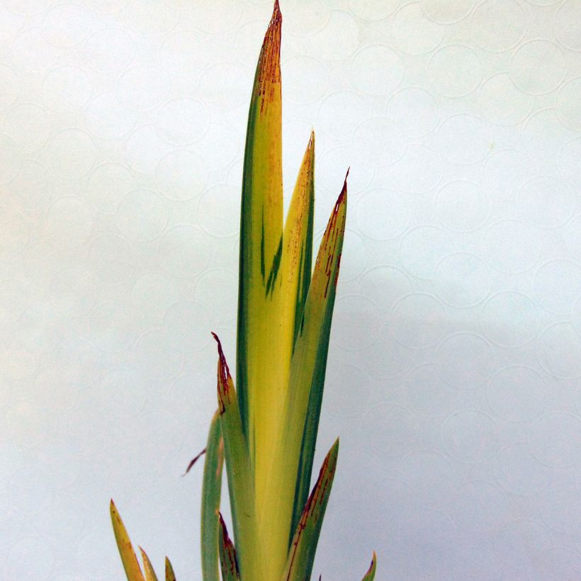 Iris des marais - Iris pseudacorus Variegata (Foliage)