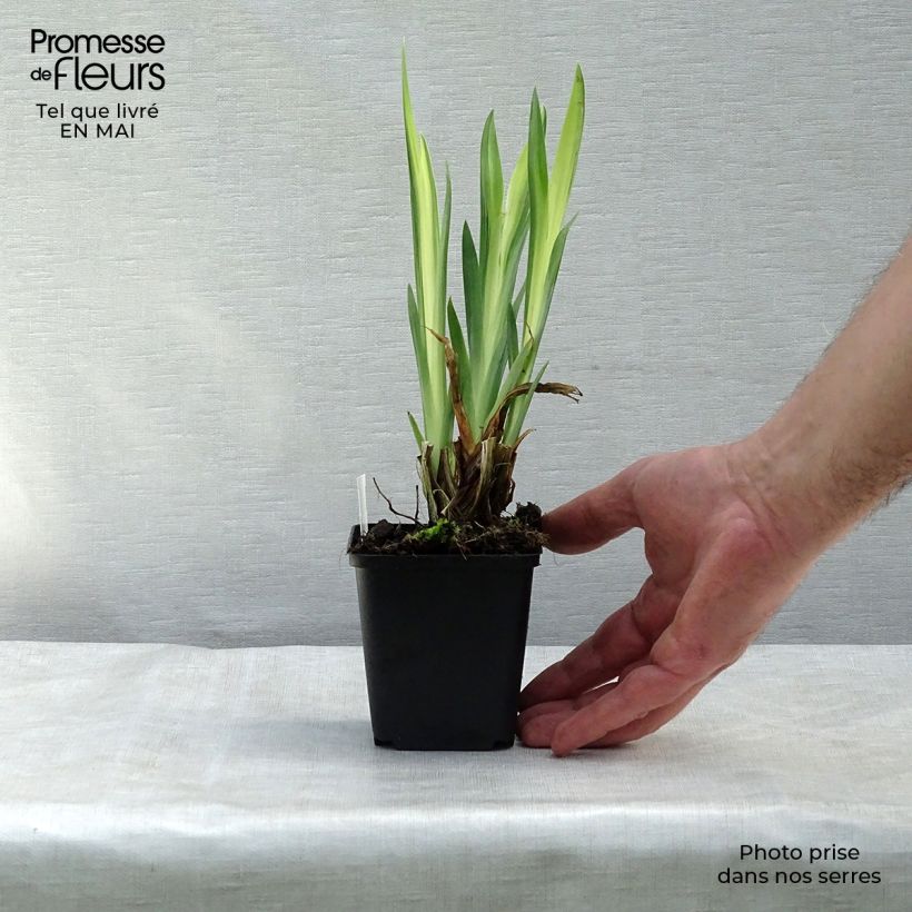 Example of Iris des marais - Iris pseudacorus Variegata Godet de 8/9 cm as you get in printemps