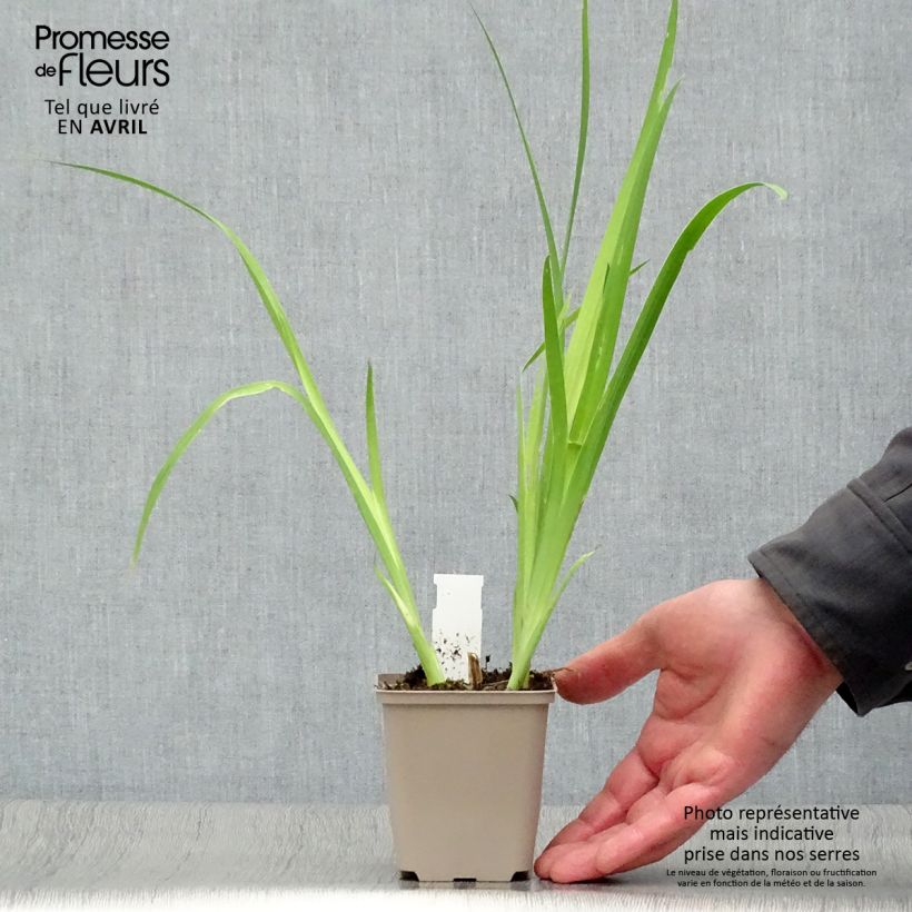 Spécimen de Iris domestica - Belamcanda chinensis - Iris tigré  Godet de 8/9 cm tel que livré au printemps