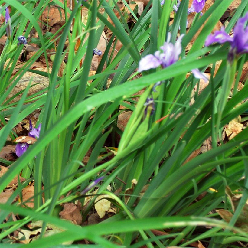 Iris douglasiana (Foliage)