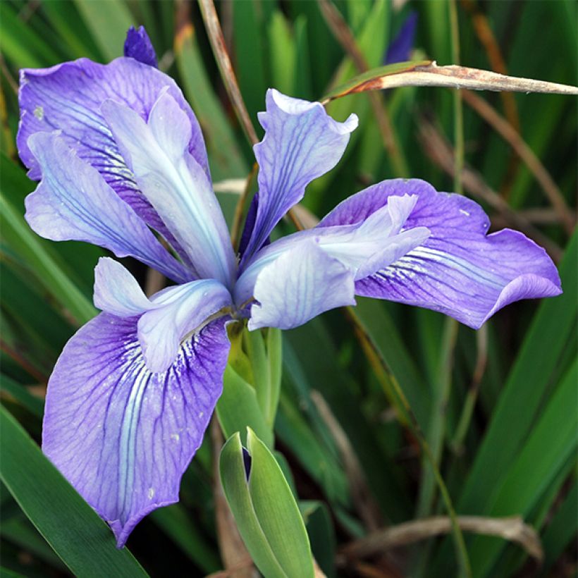 Iris douglasiana (Flowering)