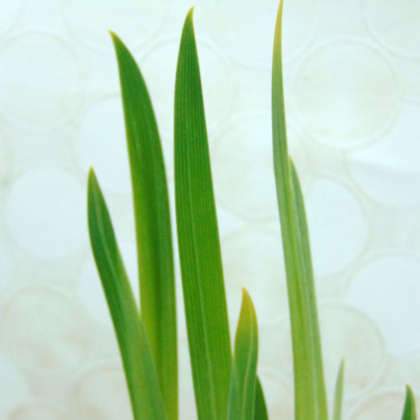 Iris du Japon - Iris ensata Dainagon (Foliage)