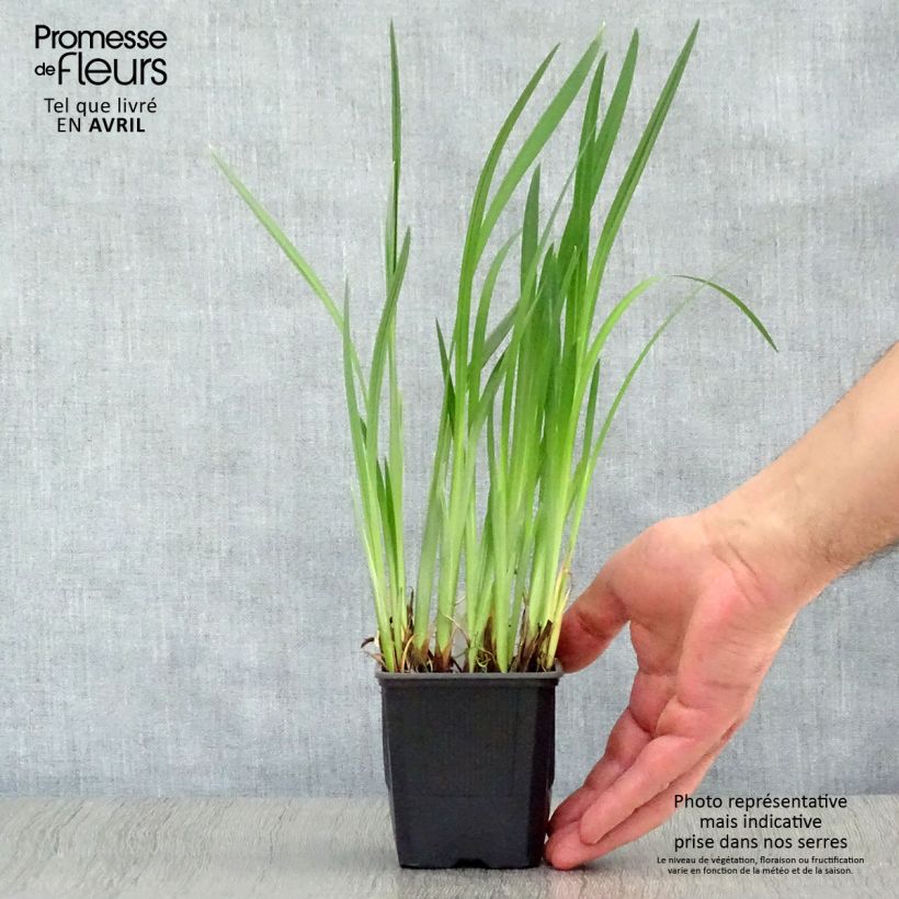 Example of Iris du Japon - Iris ensata Dainagon Godet de 8/9 cm as you get in printemps