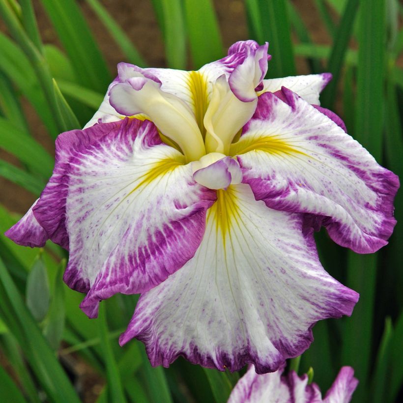 Iris du Japon - Iris ensata Harlequinesque (Flowering)