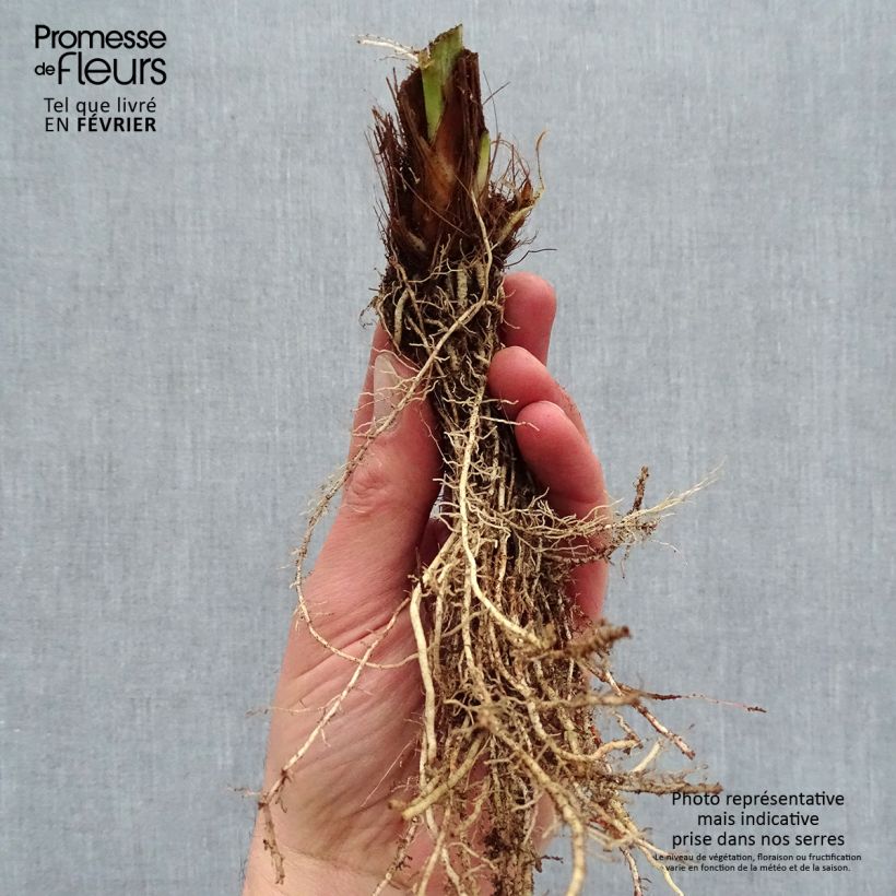Example of Iris du Japon - Iris ensata Harlequinesque Racines nues, Qualité premium as you get in hiver