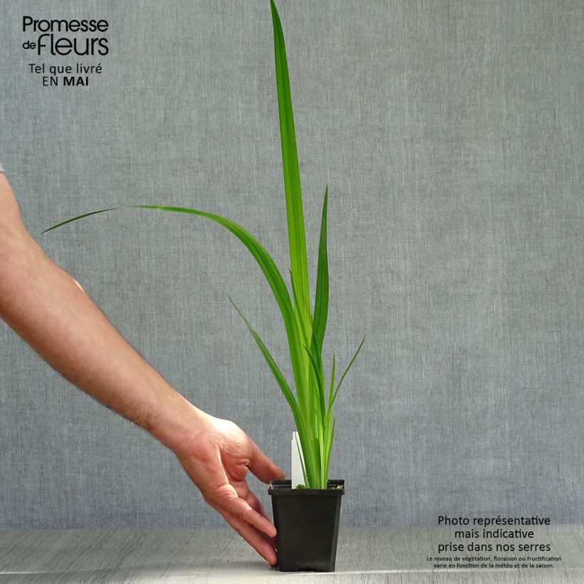 Spécimen de Iris du Japon - Iris ensata Météor Godet de 8/9 cm tel que livré au printemps