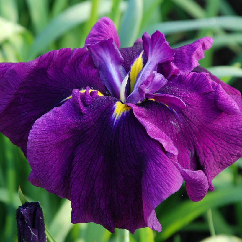 Iris du Japon - Iris ensata Royal Banner (Flowering)