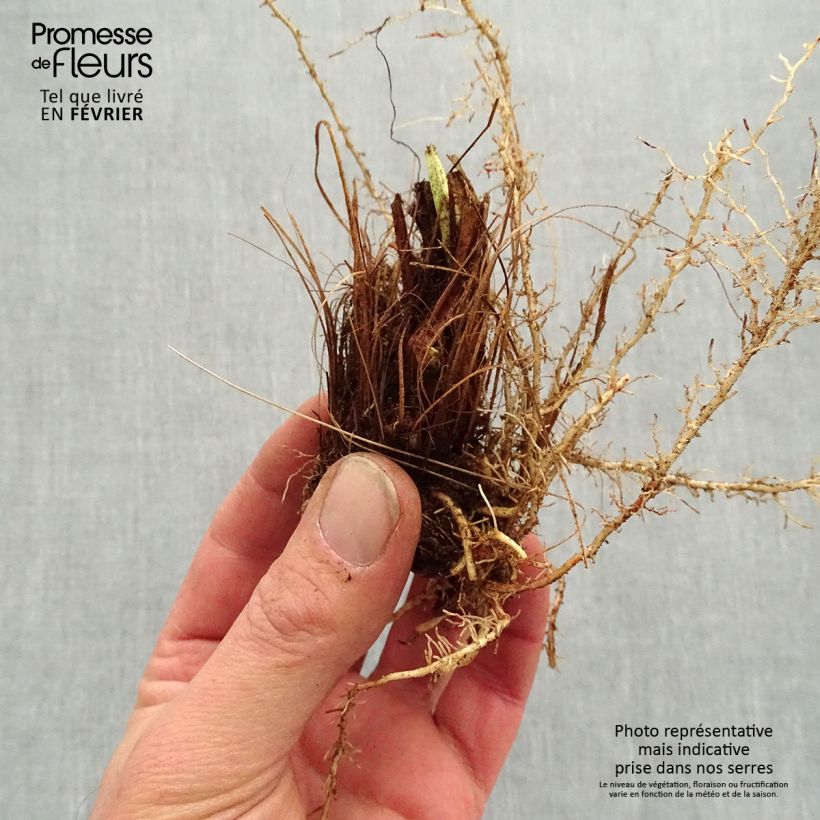 Spécimen de Iris du Japon - Iris ensata Sugar Dome Racines nues, qualité premium tel que livré en hiver