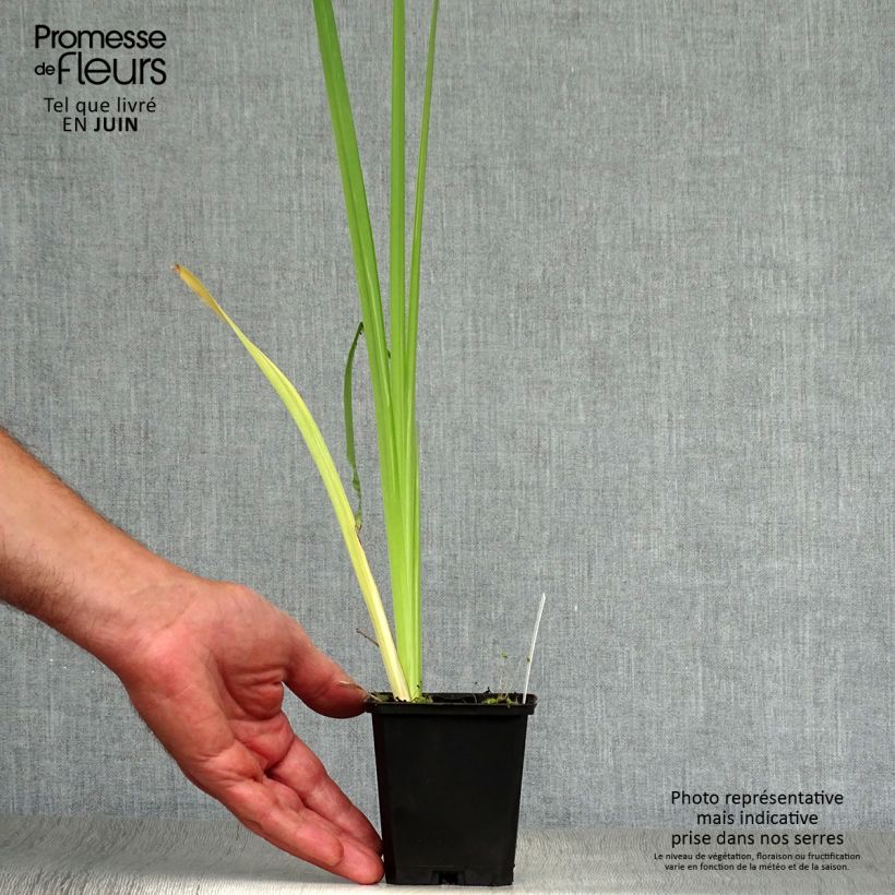 Spécimen de Iris du Japon - Iris ensata Variegata Godet de 8/9 cm tel que livré en été