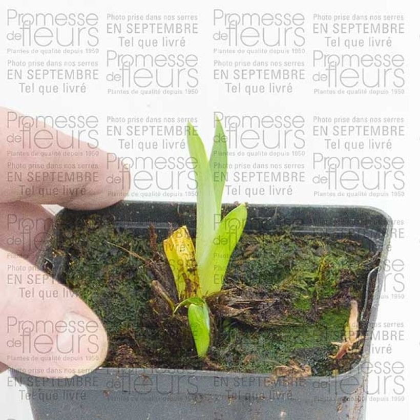 Example of Iris du Japon - Iris ensata Sensation Godet de 8/9 cm as you get