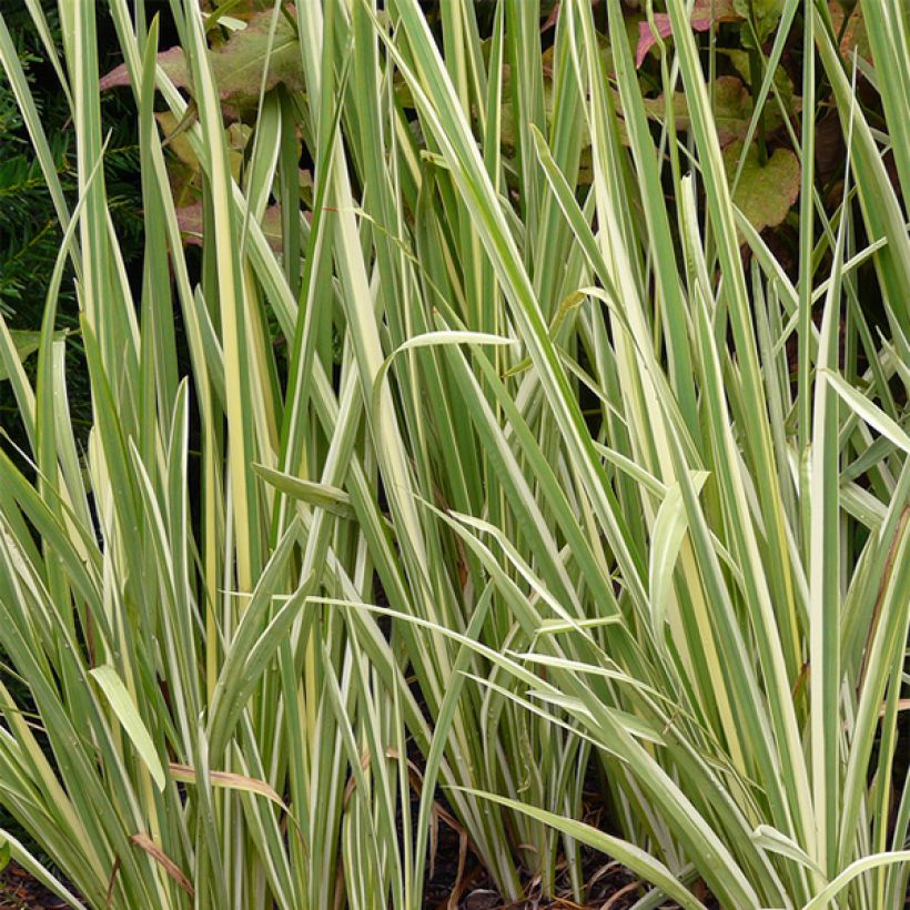 Iris du Japon - Iris ensata Variegata (Foliage)