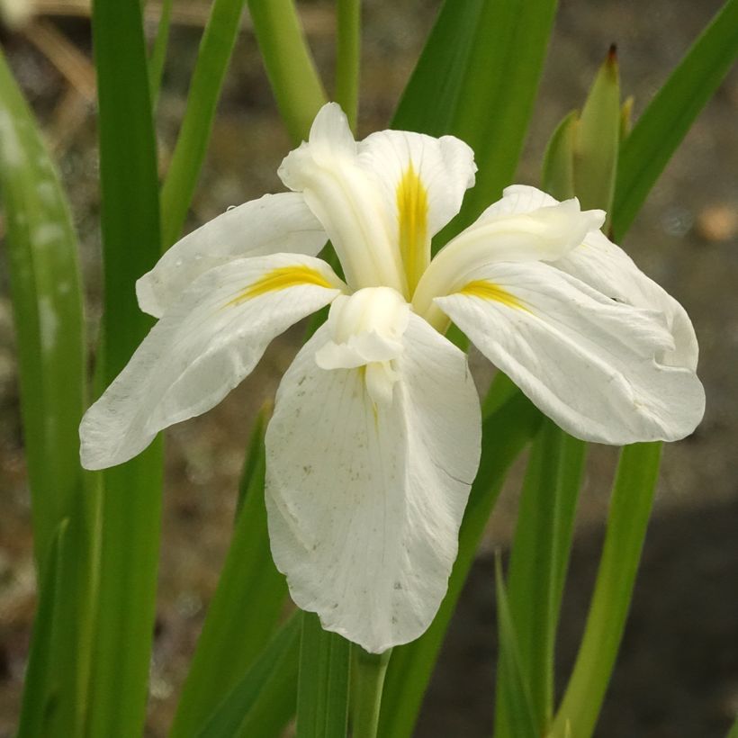 Iris du Japon - Iris ensata White Ladies (Floraison)