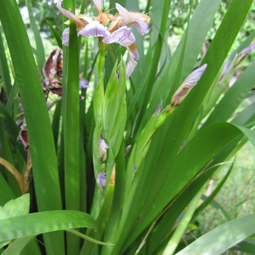 Iris foetidissima - Iris fétide (Foliage)