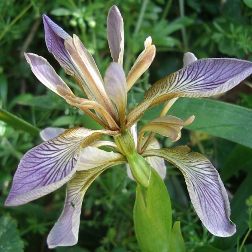 Iris foetidissima - Iris fétide (Flowering)