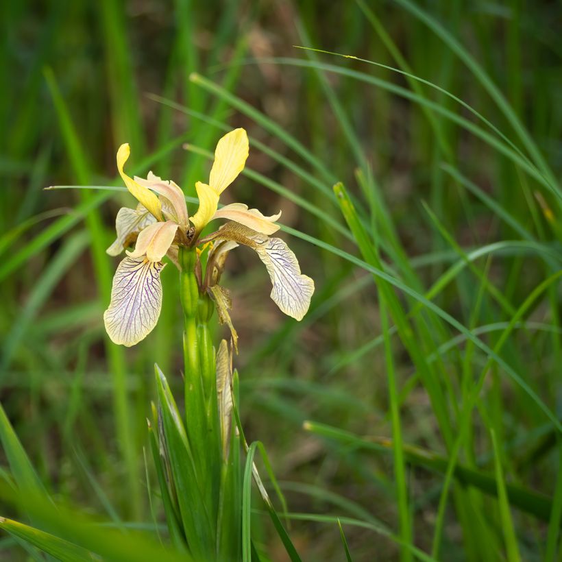 Iris foetidissima - Iris fétide (Plant habit)