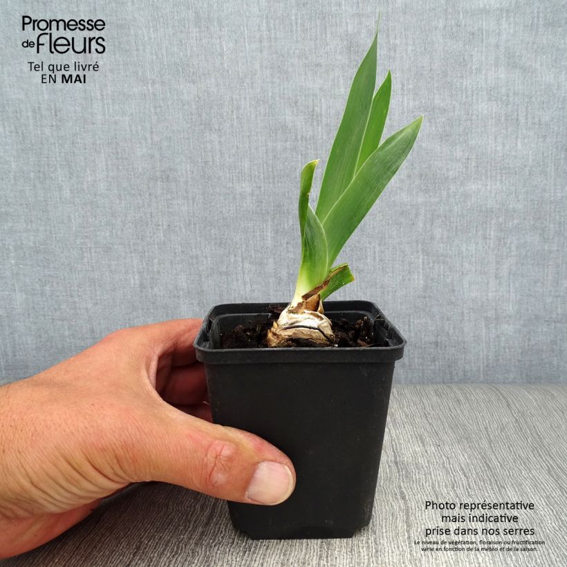 Example of Iris germanica Abondante Floraison - Iris des Jardins Godet de 8/9 cm as you get in printemps