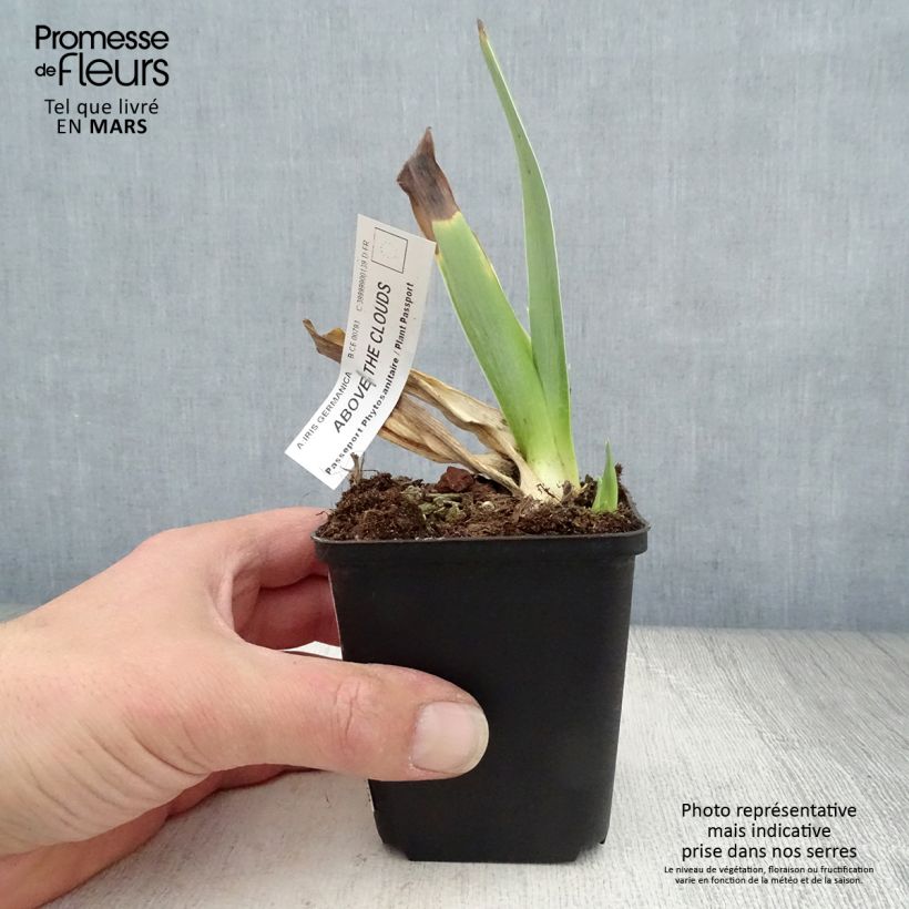 Example of Iris germanica Above The Clouds - Iris des Jardins Godet de 8/9 cm as you get in printemps