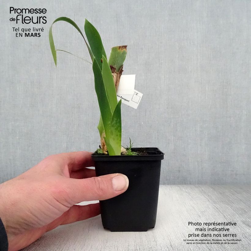 Example of Iris germanica Above The Rim - Iris des Jardins Godet de 8/9 cm as you get in printemps