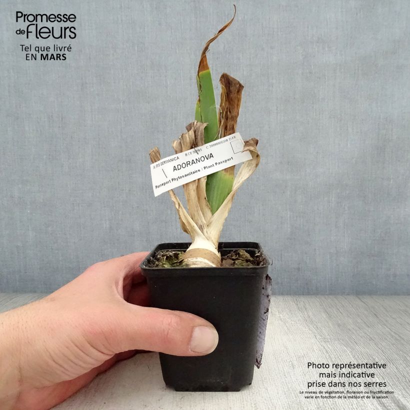 Example of Iris germanica Adoranova - Iris des Jardins Godet de 8/9 cm as you get in printemps