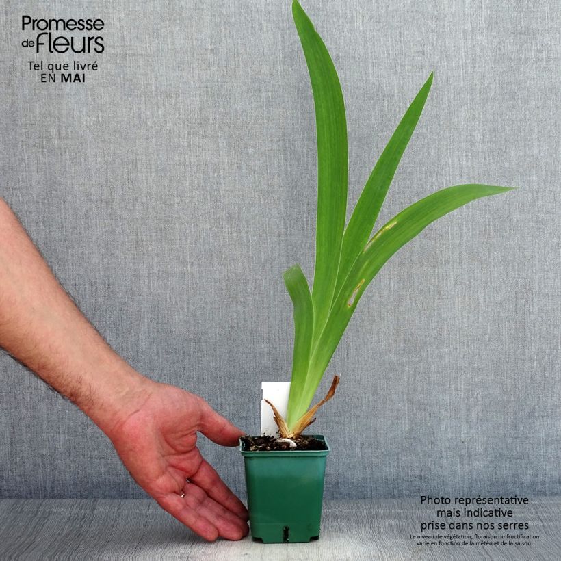 Example of Iris germanica Agrippa - Iris des Jardins Godet de 8/9 cm as you get in printemps