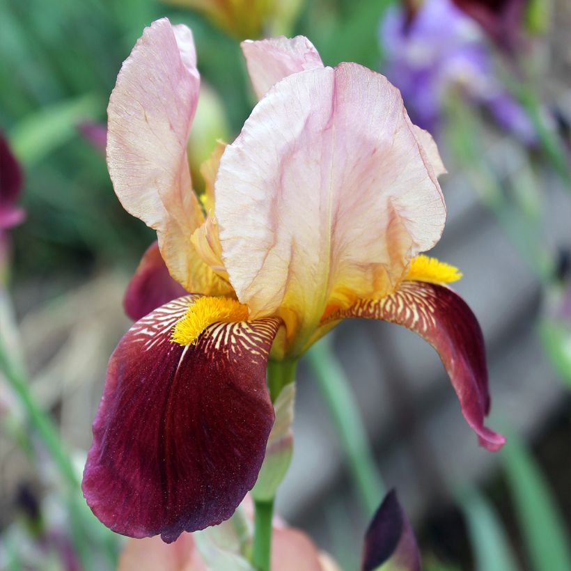 Iris germanica Agrippa - Iris des Jardins (Flowering)