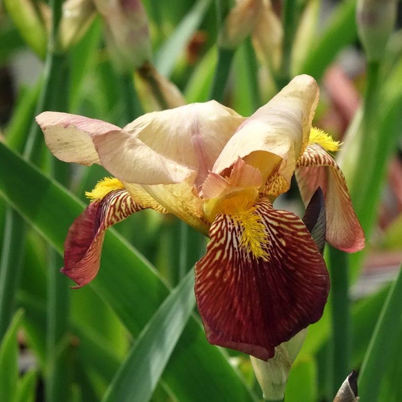 Iris germanica Agrippa - Iris des Jardins (Floraison)