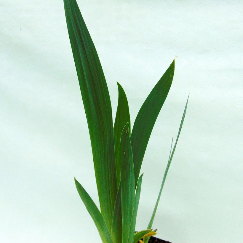 Iris germanica Alizes - Iris des Jardins (Foliage)