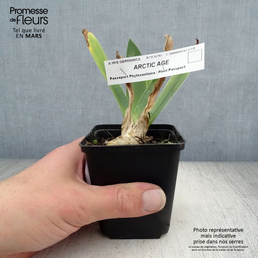 Example of Iris germanica Arctic Age Godet de 8/9 cm as you get in printemps