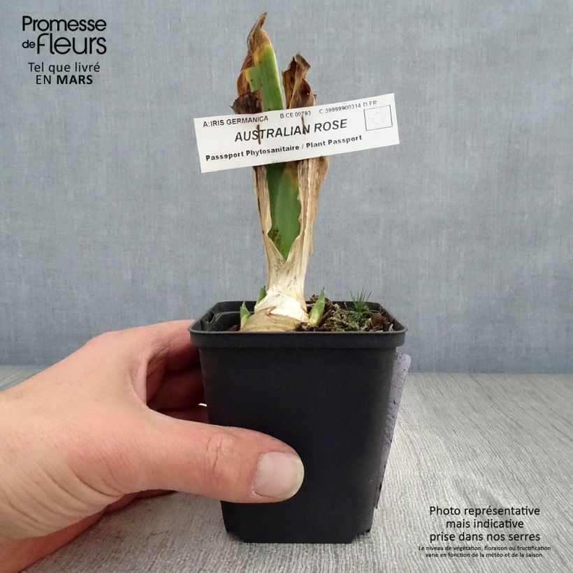 Example of Iris germanica Australian Rose - Iris des Jardins Godet de 8/9 cm as you get in printemps
