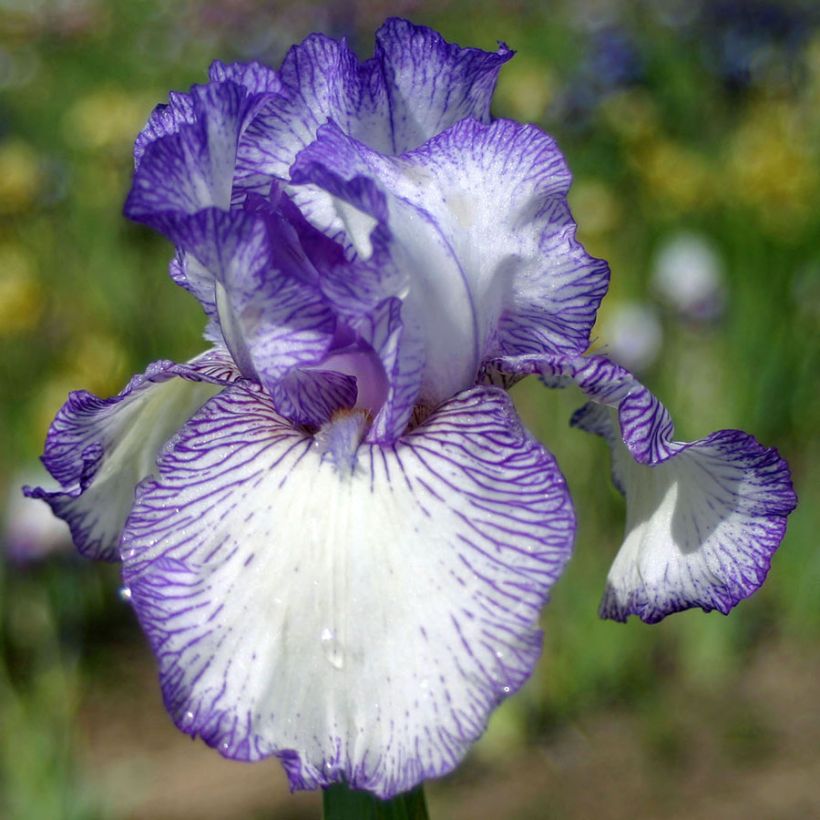 Iris germanica Autumn Circus - Iris des Jardins (Flowering)