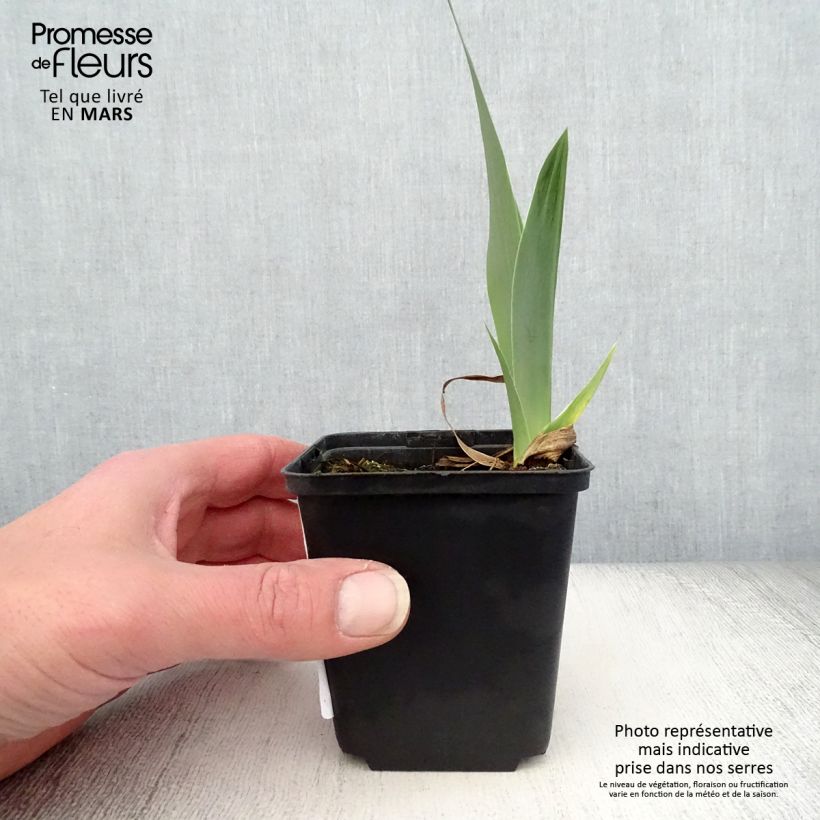Example of Iris germanica Autumn Circus - Iris des Jardins Godet de 8/9 cm as you get in printemps