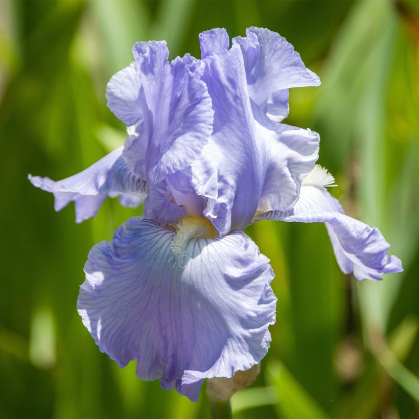 Iris germanica Babbling Brook - Iris des Jardins (Flowering)