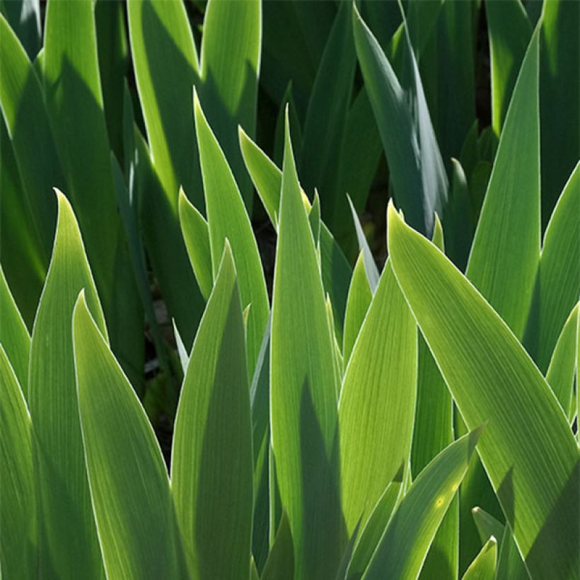 Iris germanica Ball of Confusion (Foliage)