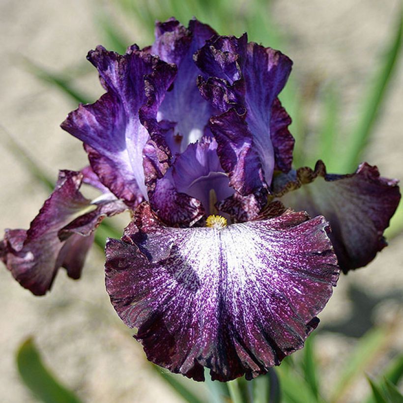 Iris germanica Ball of Confusion (Flowering)
