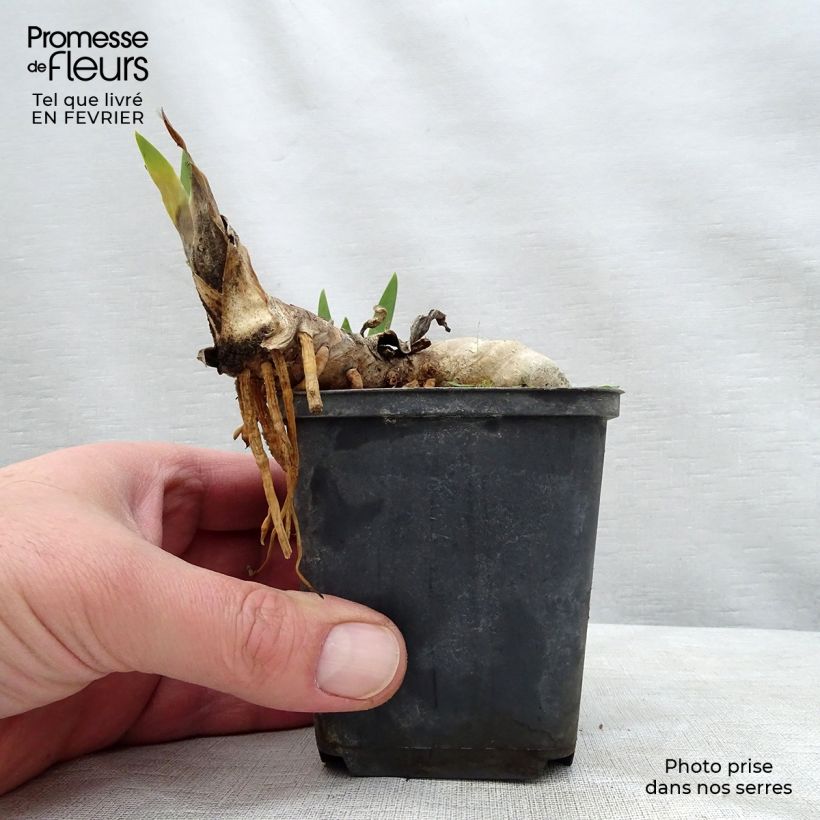 Example of Iris germanica Ball of Confusion Godet de 8/9 cm as you get in hiver