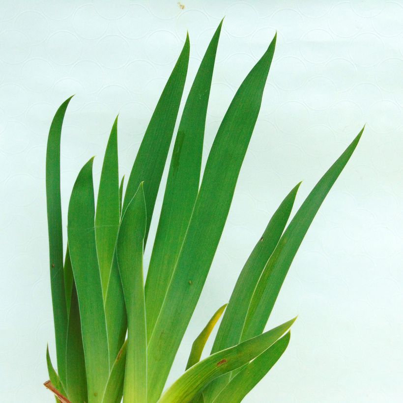 Iris germanica Batik - Shazam - Iris des jardins (Foliage)