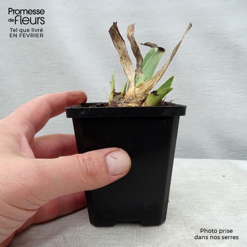 Example of Iris germanica Batik - Shazam - Iris des jardins Godet de 8/9 cm, Calibre 4/6 as you get in hiver