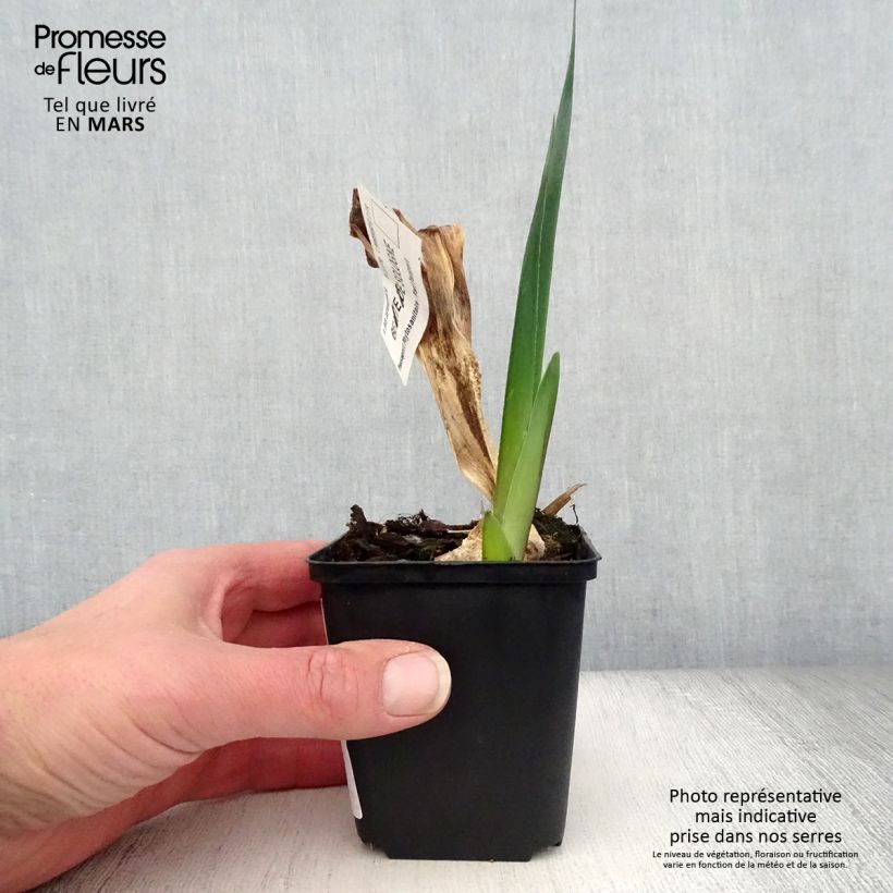 Example of Iris germanica Beauté De Sologne - Iris des Jardins Godet de 8/9 cm as you get in printemps